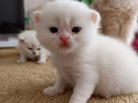 Safkan Mırıl Mırıl Yavru Kediler