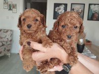 Birbirinden güzel toy poodle bebeklerimiz