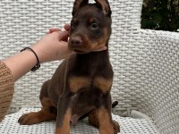 Safkan Doberman Irk Garantili Yavrular