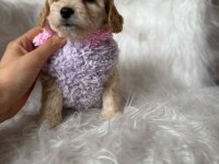 Orjinal Maltipoo Yavrular