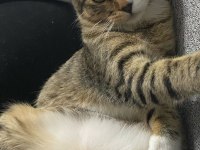 İşimden Dolayı Kedimi Sahiplendiriyorum