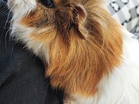 Gayet Sağlıklı Guinea Pig