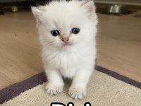 A+ British Shorthair Yavruları