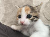 Yavru tekir kedilerimiz