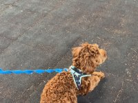 7.5 Aylik Maltipoo Yavrumuz