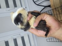 Fethiyede Guinea Pigler Sizleri Bekliyor
