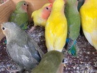 Sağlıklı Yavru Sevda Papağanlar