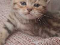 Kırçıllı Dişi British Shorthair Yavru