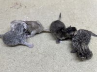 24 Şubat Doğumlu Silver - Golden - Lilac Dişi Kediler