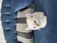 Ücretli Sahiplendirme Kedimiz