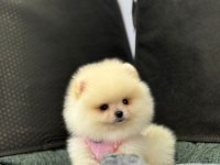 Dişi Ve Erkek Pomeranian Yavrularım