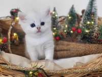 Saf Kan Hattı Scottish Straight