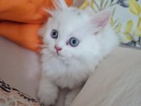 Pamuk şekerim british longhair helen