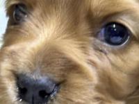 45 Günlük İngiliz Cocker