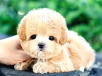 Toy Poodle Köpeklerim