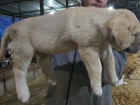 6 Tırnaklı Özel Üretim Dev Kangal Yavrular