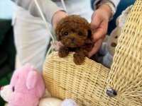 Aşılı toy poodle yavrularımız