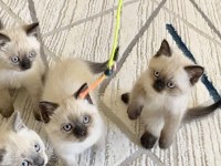 Yavru British Blue & Chocolate Point