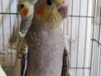 Yavru Yetişkin Sultan Papağanı