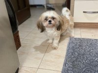 11 Aylık Dişi Shih-Tzu
