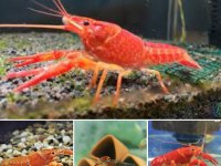 Kırmızı özel kerevit adana