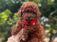 Mini Toy Poodle Yavrular