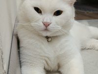 British Shorthair Acil Ücretsiz Sahiplendirilecektir