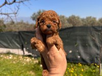 Mini Toy Poodle Bebekler Evden