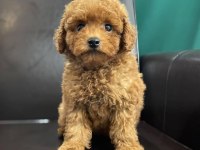 Toy poodle yavruları
