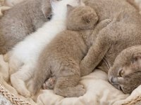 Yavru Kediler British Shorthair Blue Point Lilac