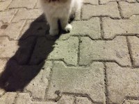 Sokağa Terk Edilmiş Evcil İran Kedisi