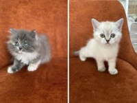 British Longhair Ve Shorthair Güzellikler