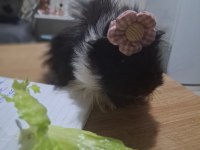 Kafesi Ve Eşyalarıyla Guinea Pig