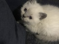 Safkan British Shorthair Yavrularım Yeni Yuva Arıyor