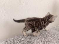 Sevimli Scottish Straight Yavrumuz Yeni Yuvasını Arıyor.