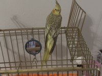 Sağlıklı Erkek Ve Dişi Sultan Papağanları