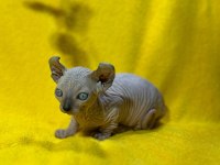 Yurtdışından Özel İstek Üzerine Sfenks