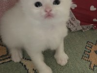 Beyaz Safkan Chinchilla Cinsi Yavru Kediler Ücretli