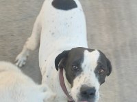 Ücretsiz İngiliz Pointer (Kara Kafa)