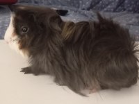 5 Aylık Dişi Ginepig