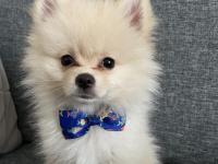 Pomeranian Boo 2 Aylık Sevimli