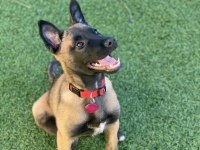 Good Damn Bir Belçika Kurdu