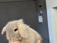 Safkan Evcil Hollanda Mini Ve Cüce Tavşanlar