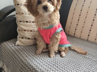 Dişi Toy Poodle 6 Aylık