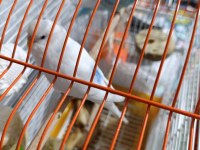 Çok Uyguna Verilecek Muhabbet Kuşlar