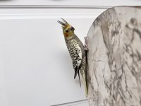 Sultan papağanlarımız sahiplendirilecek