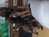 Bursa Paşa Köpek Dünyası Belçika Malinois Yavrularımız