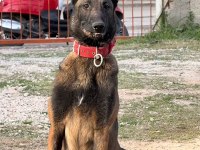 Teslime Hazır Belçika Kurdu (Malinois) Yavruları