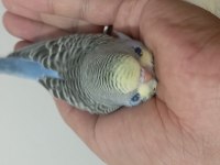 Boncuk Muhabbet Kuşu Kardeşler 25/30 Günlük