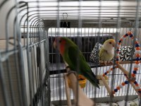 Çift Sevda Papağanı Kafes Vs Dahil